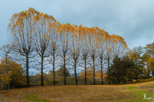 2023 Ambiance forestière