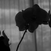 VonFliedner_1