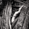 Calabrese_2