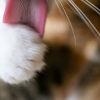 Gunther_2