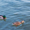 VTravaglini_canard
