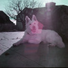 Bessire