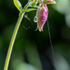 Perregaux_1