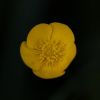Gunther_1