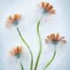 Enselme_NatureMorte