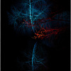 Calabrese_2