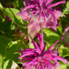 Jeanne_Francoise_2
