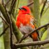 Herrmann_ParcDesOiseaux_1