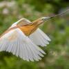 Herrmann_ParcDesOiseaux_2