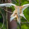 Herrmann_ParcDesOiseaux_3