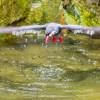 Herrmann_ParcDesOiseaux_4